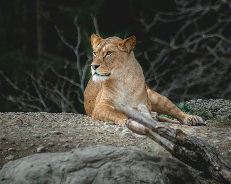 Mara – Serengeti